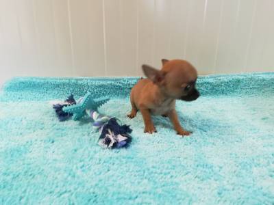 Chihuahua mini mini