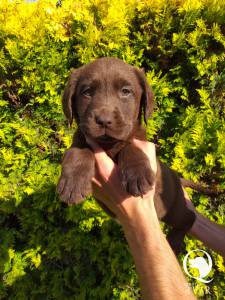 Ninhada Labrador Retriever