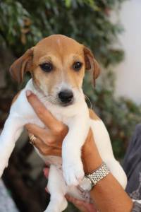 Jack Russel Terrier