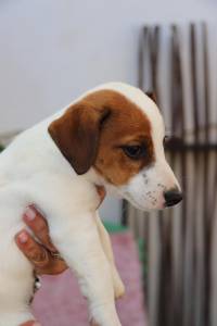 Jack Russel Terrier