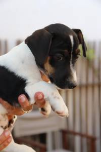 Jack Russel Terrier