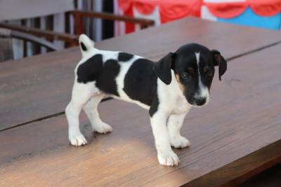 Jack Russel Terrier