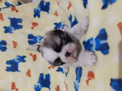 Shih-tzu lindos filhotes disponveis