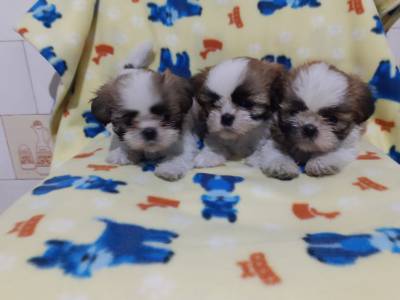 Lhasa-Apso lindos filhotes disponveis