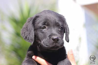 Ninhada Labrador Retriever