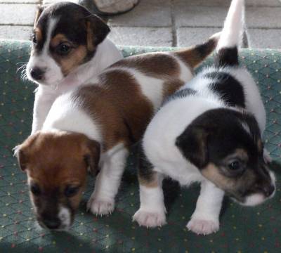 Jack Russell Terrier Ninhada