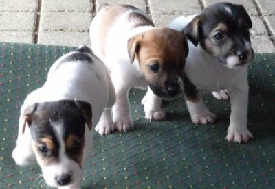 Jack Russell Terrier Ninhada