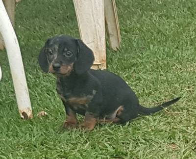 Dachshund miniatura pelo curto