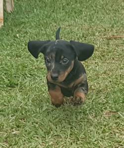 Dachshund miniatura pelo curto