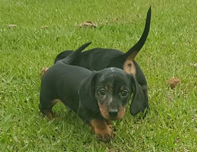 Dachshund miniatura pelo curto