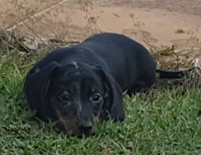 Dachshund miniatura pelo curto