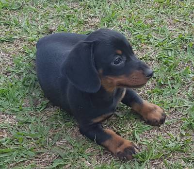 Dachshund miniatura pelo curto