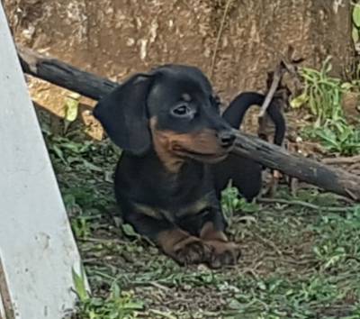 Dachshund miniatura pelo curto