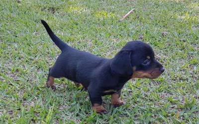 Dachshund miniatura pelo curto