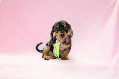 Dachshund Arlequim