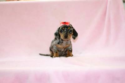 Dachshund Arlequim