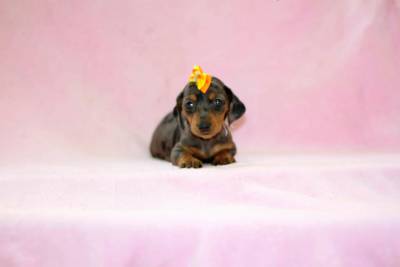 Dachshund Arlequim