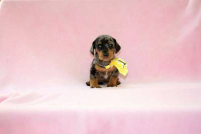 Dachshund Arlequim