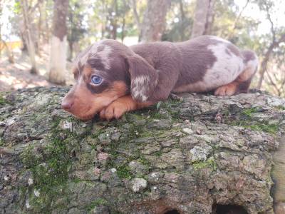 Dachshund pelo curto filhotes anes e miniaturas disponveis