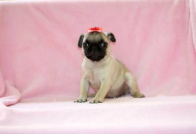 Pug Femea Abricot Filhote