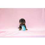 Dachshund Basset Dachshund Teckel Preto com Canela