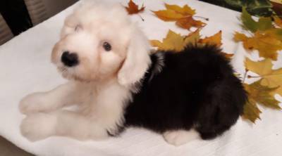 Canil Da Casa Cernache - BOBTAIL Antigo Cão de Pastor Inglês