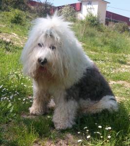 Cão pastor inglês antigo lindamente preparado em um ambiente