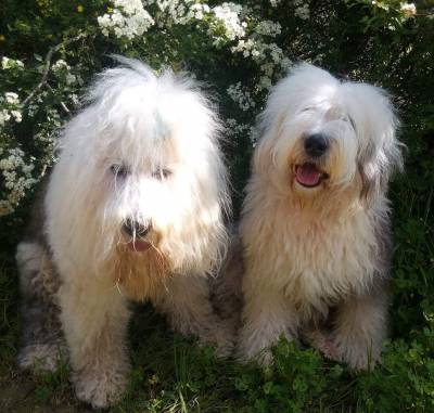 Antigo Cão de Pastor Inglês