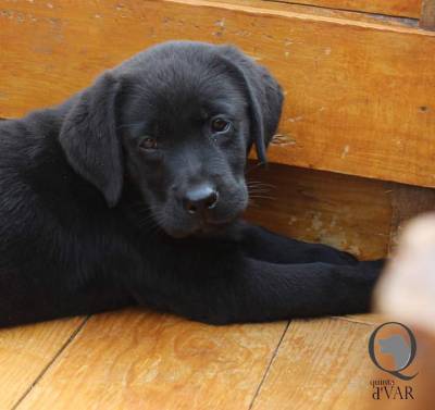 Ninhada Labrador Retriever