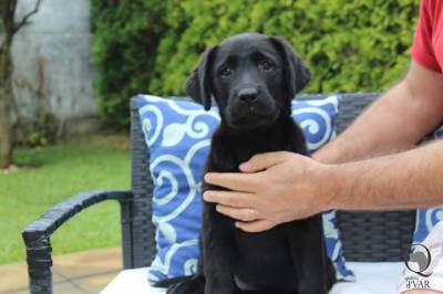 Ninhada Labrador Retriever