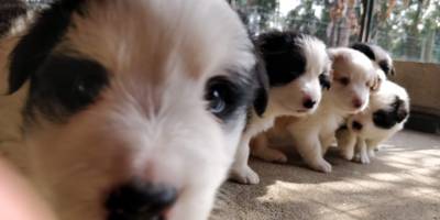 BORDER COLLIE - nascidos em AGOSTO