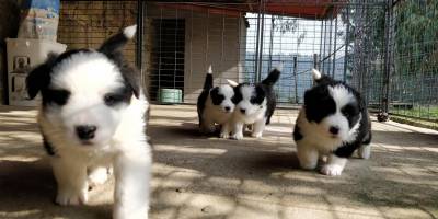 BORDER COLLIE - nascidos em AGOSTO