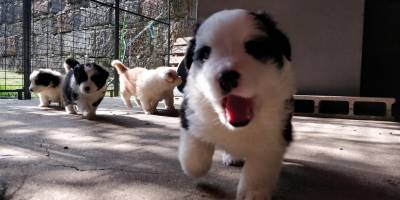 BORDER COLLIE - nascidos em AGOSTO