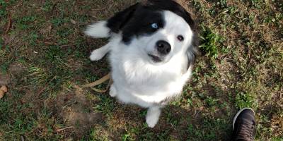 BORDER COLLIE - nascidos em AGOSTO