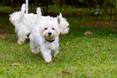 Branquelos Westies