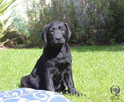 Fêmea preta Labrador Retriever Fêmea preta Labrador Retriever