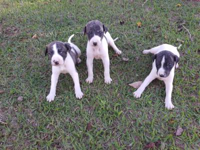 Whippet lindos filhotes disponveis Canil Enchantress