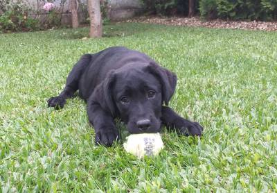 Ninhada Labrador Retriever