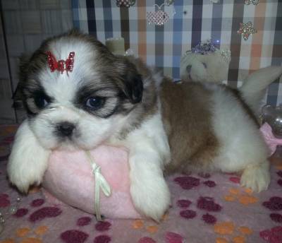 Lindos filhotinhos de Shih tzu