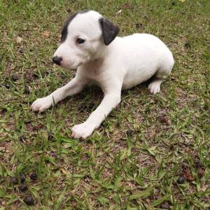 Whippet lindos filhotes disponveis com pedigree