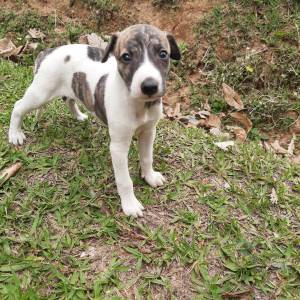 Whippet lindos filhotes disponveis com pedigree