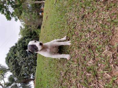 Whippet lindos filhotes disponveis com pedigree