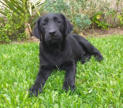 Ninhada Labrador Retriever