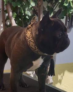 BOULEDOGUE FRANCES DISPONIVEL MONTAS