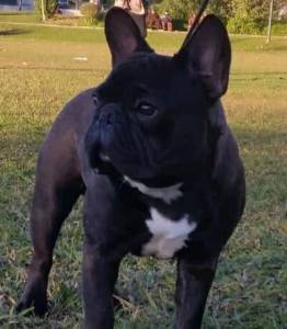 BOULEDOGUE FRANCES DISPONIVEL MONTAS