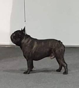 BOULEDOGUE FRANCES DISPONIVEL MONTAS