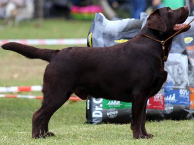 Labrador Retriever disponvel para cruzas 