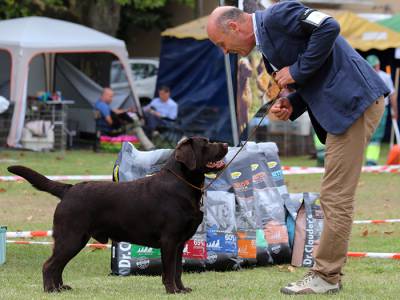 Labrador Retriever disponvel para cruzas 