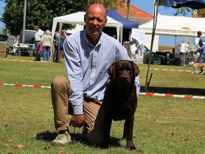 Labrador Retriever disponvel para cruzas 