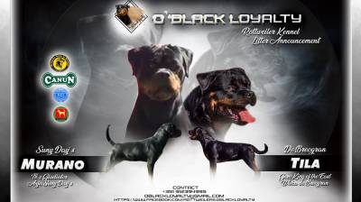 NINHADA D from OBLACK LOYALTY